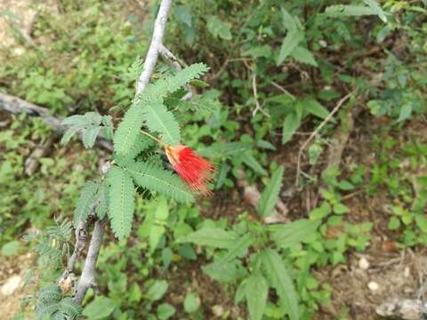 Image of Calliandra peninsularis Rose