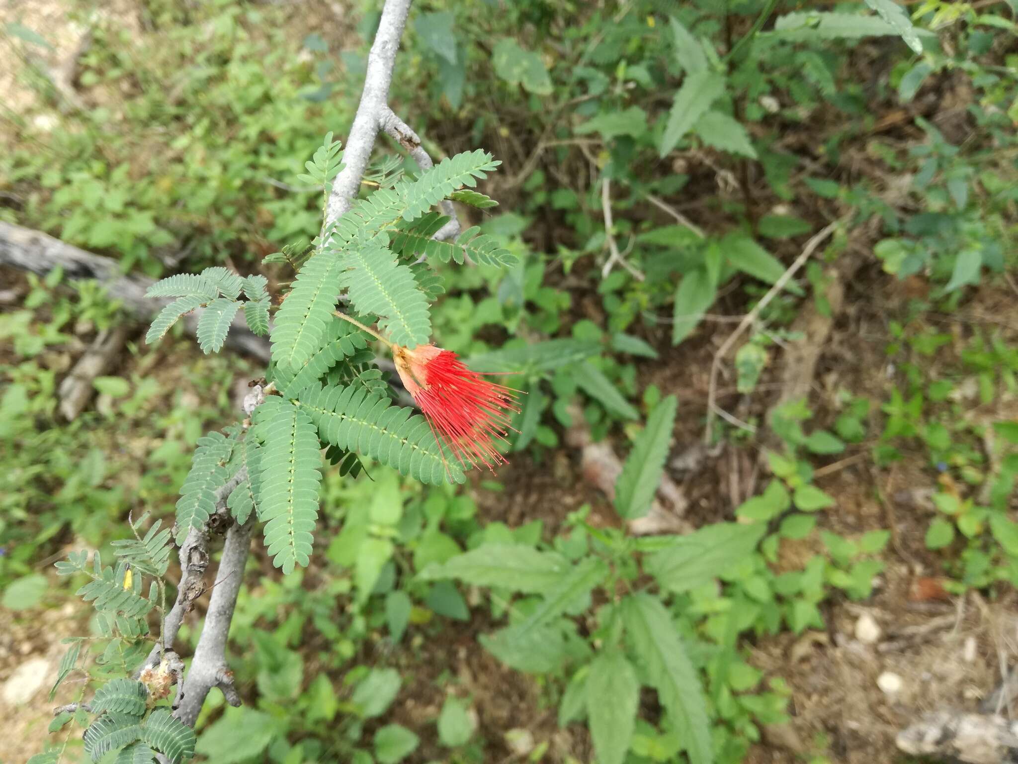 Imagem de Calliandra peninsularis Rose