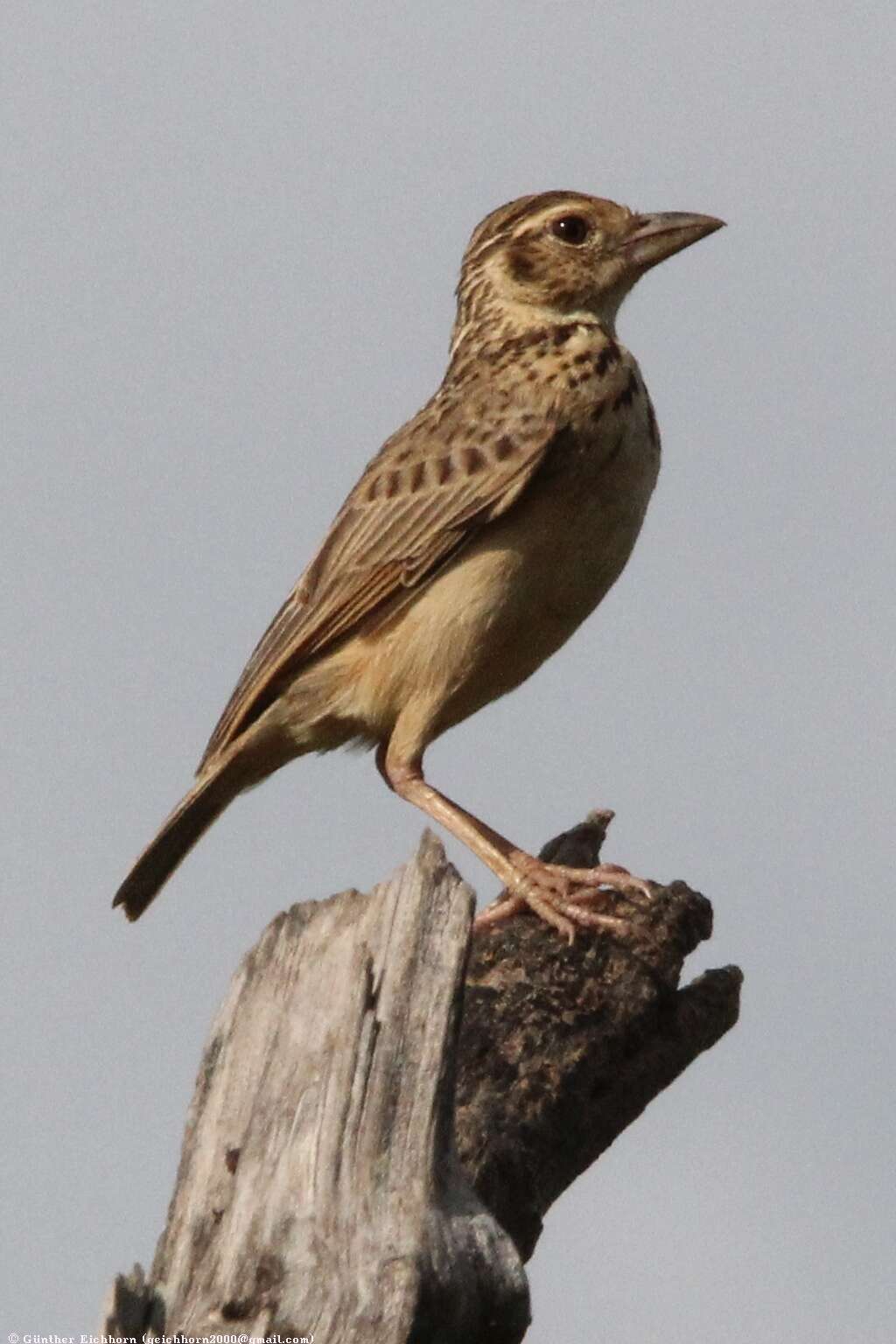 Image of Jerdon's Bush Lark