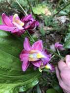 Image of Gastrorchis humblotii (Rchb. fil.) Schltr.