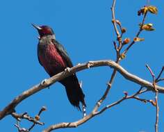 Image of Lewis's Woodpecker