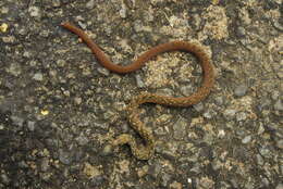 Image of Beddome’s Keelback