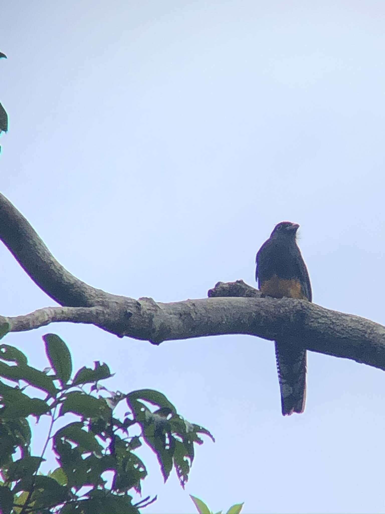 Слика од Trogon violaceus Gmelin & JF 1788