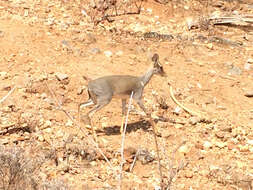 Image of Guenther's Dik-dik