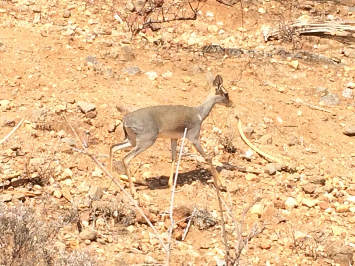 Image of Guenther's Dik-dik