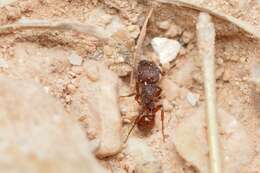 Image of Pogonomyrmex imberbiculus Wheeler 1902