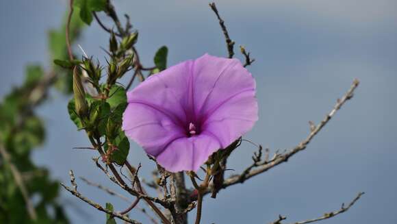 Ipomoea ficifolia Lindl.的圖片