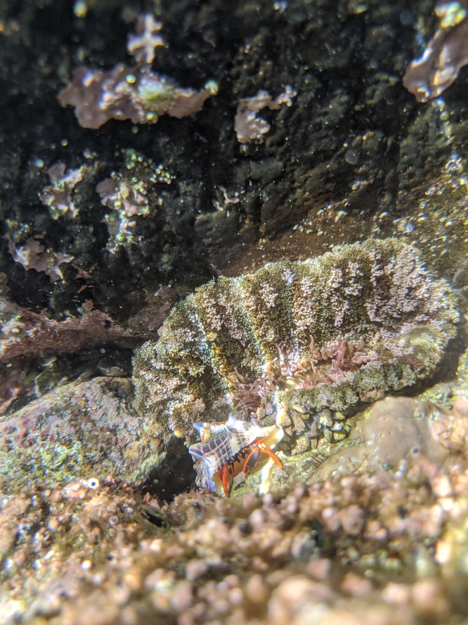 Image of California scarlet hermit crab