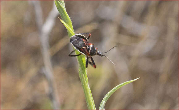 Plancia ëd Apiomerus californicus Berniker & Szerlip ex Berniker et al. 2011