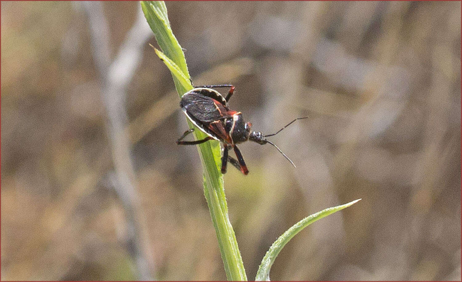 Plancia ëd Apiomerus californicus Berniker & Szerlip ex Berniker et al. 2011