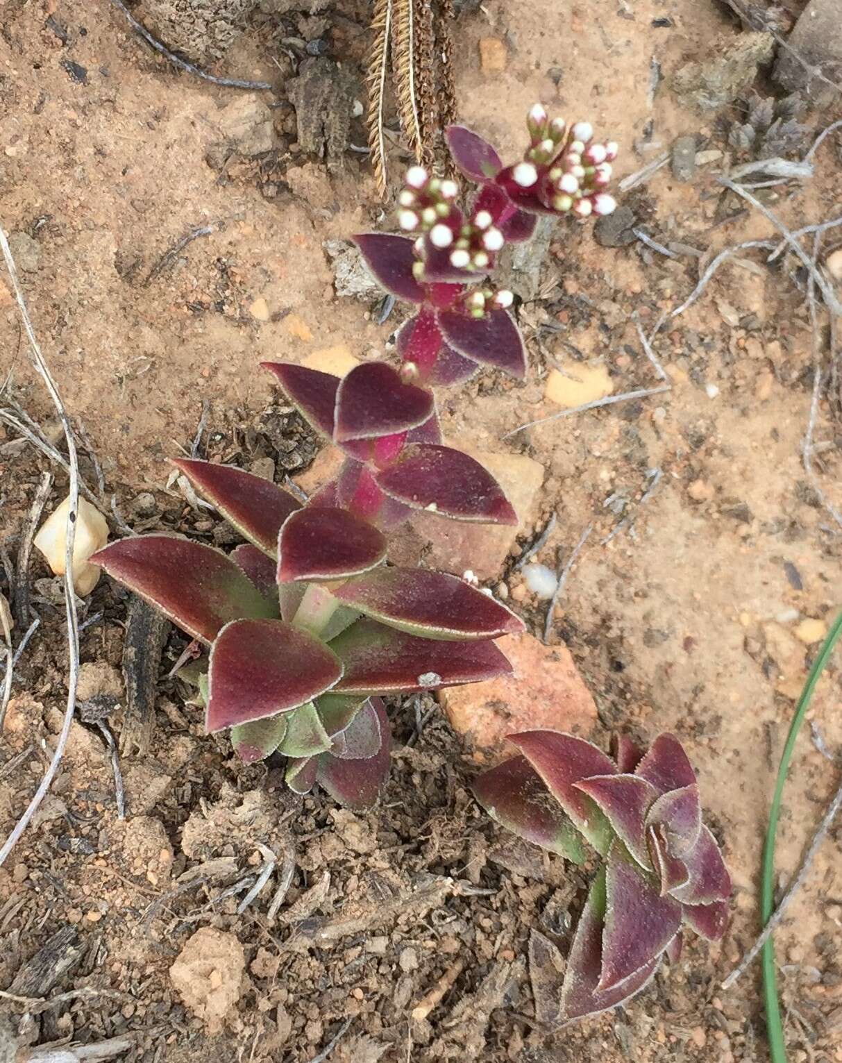 Image of Crassula capitella subsp. thyrsiflora (Thunb.) Tölken