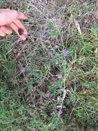 Image of Verbena intermedia Gillies & Hook.