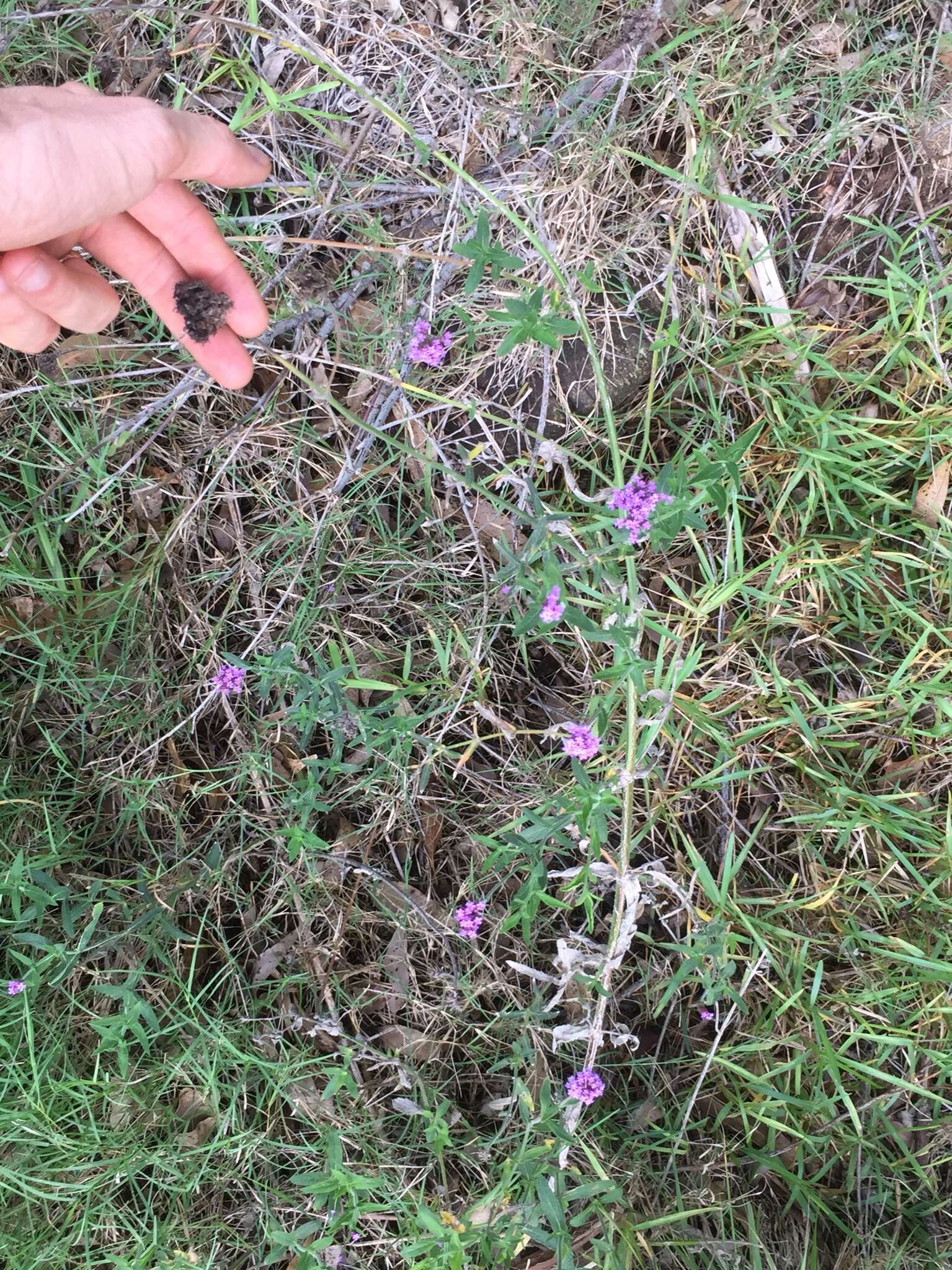 Image of Verbena intermedia Gillies & Hook.