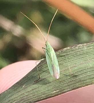 Image of Rice Leaf Bug