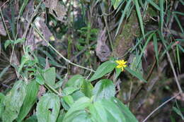 Image de Hymenostephium quitensis (Benth.) E. E. Schill. & Panero