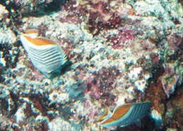 Image of Indian Ocean Chevron Butterflyfish