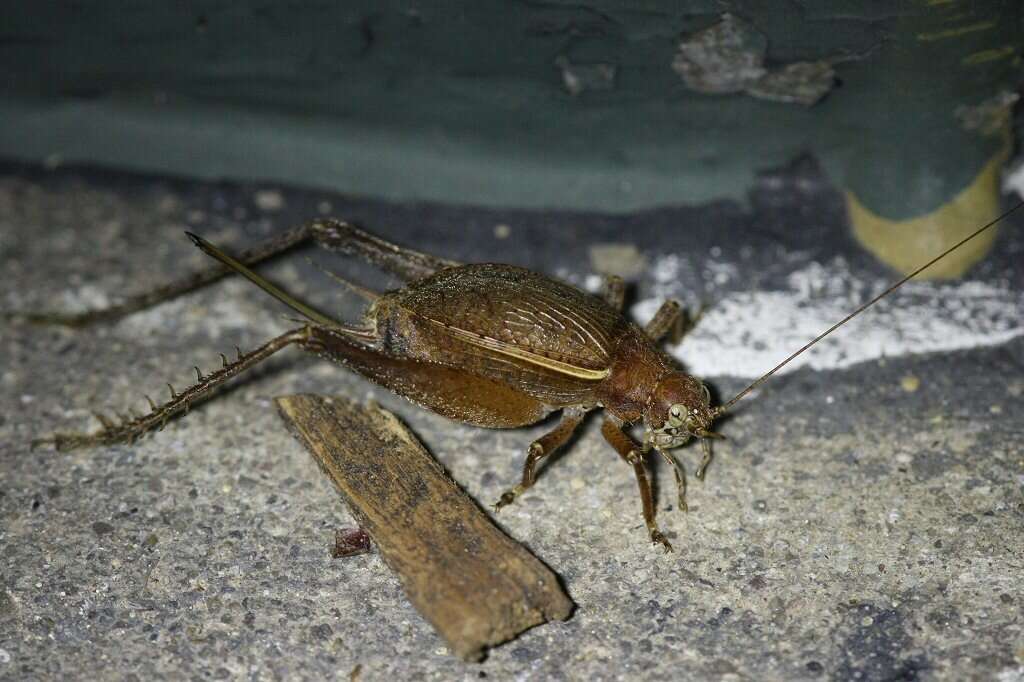 Image of Restless Bush Cricket