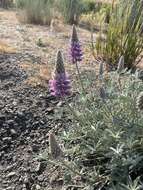 Imagem de Lupinus sellulus Kellogg