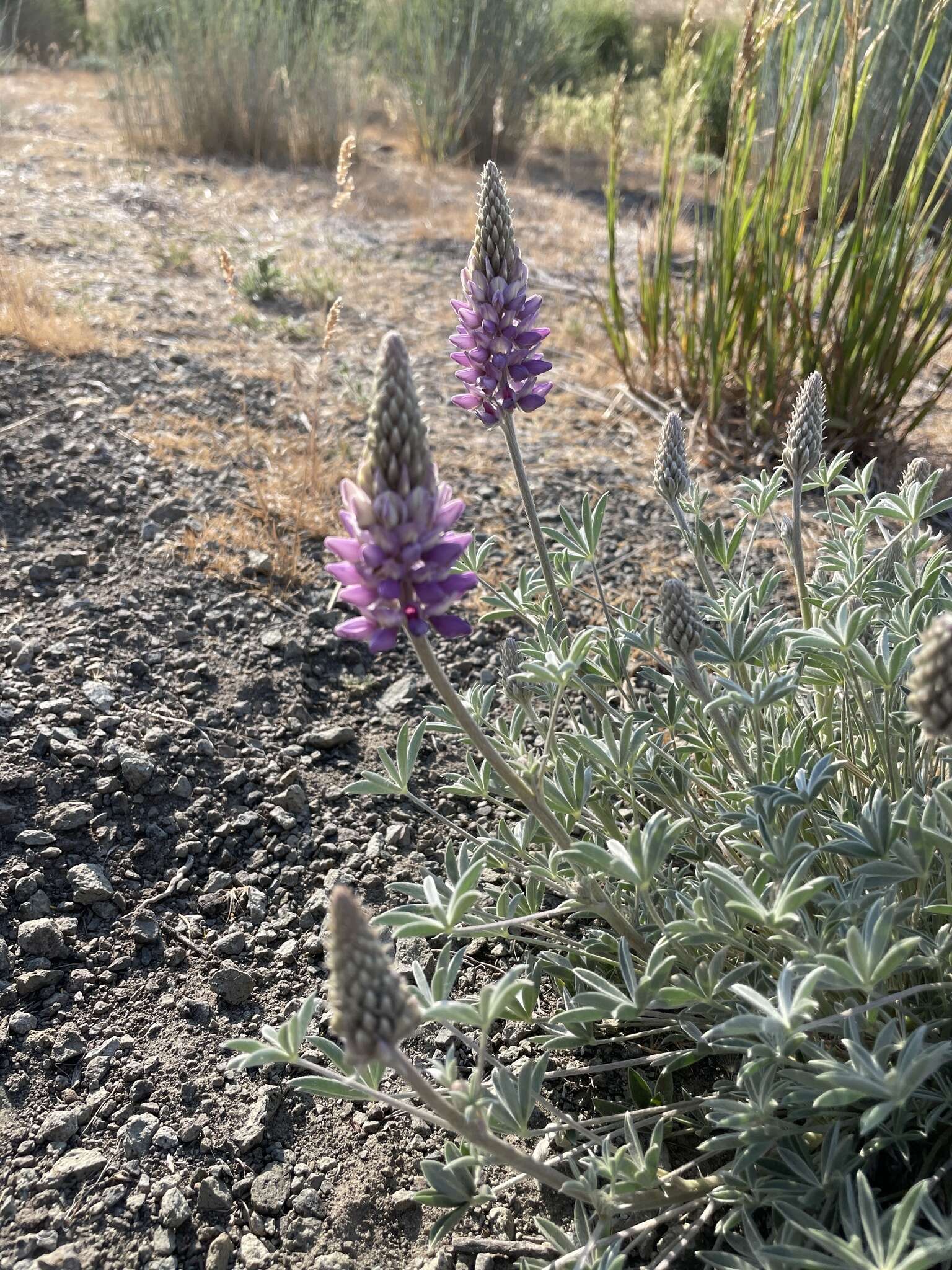 Image of Donner Lake lupine