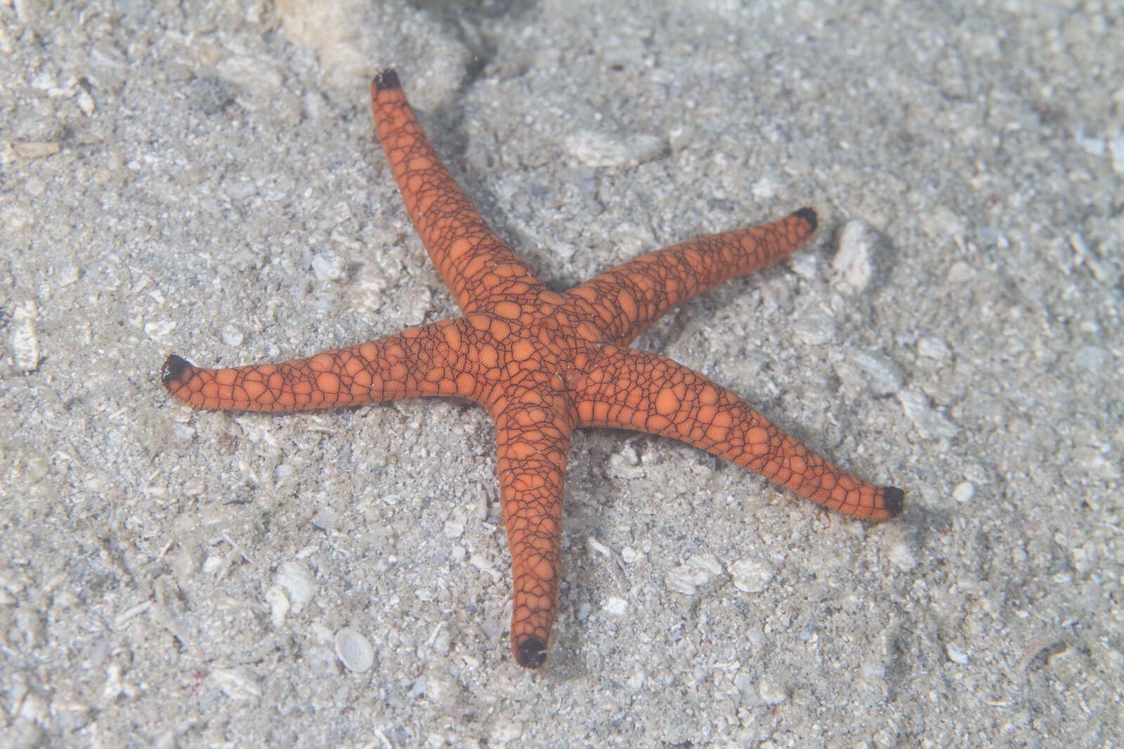 Image of Orange spotted purple sea star