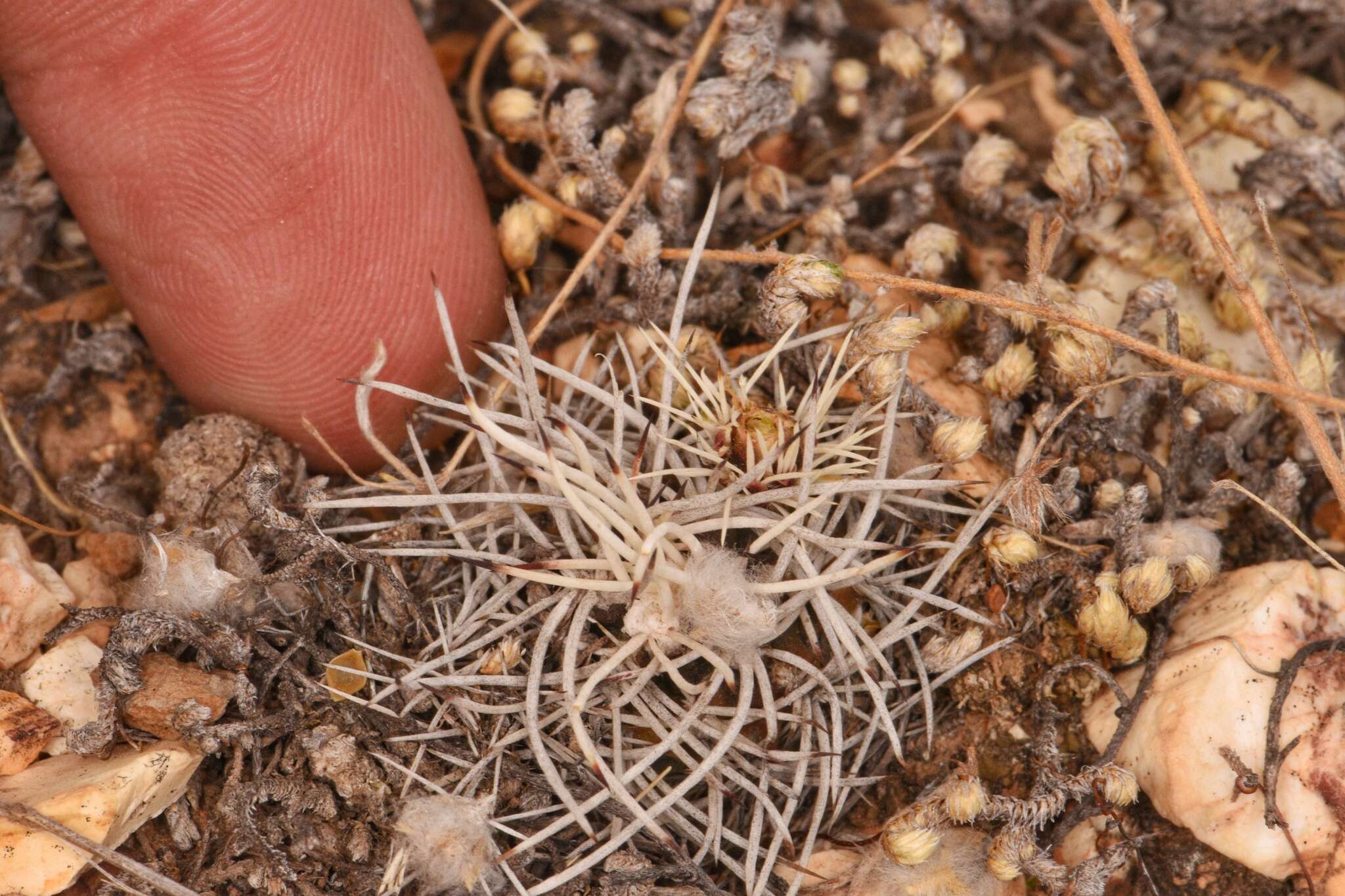 Image of Davis' green pitaya