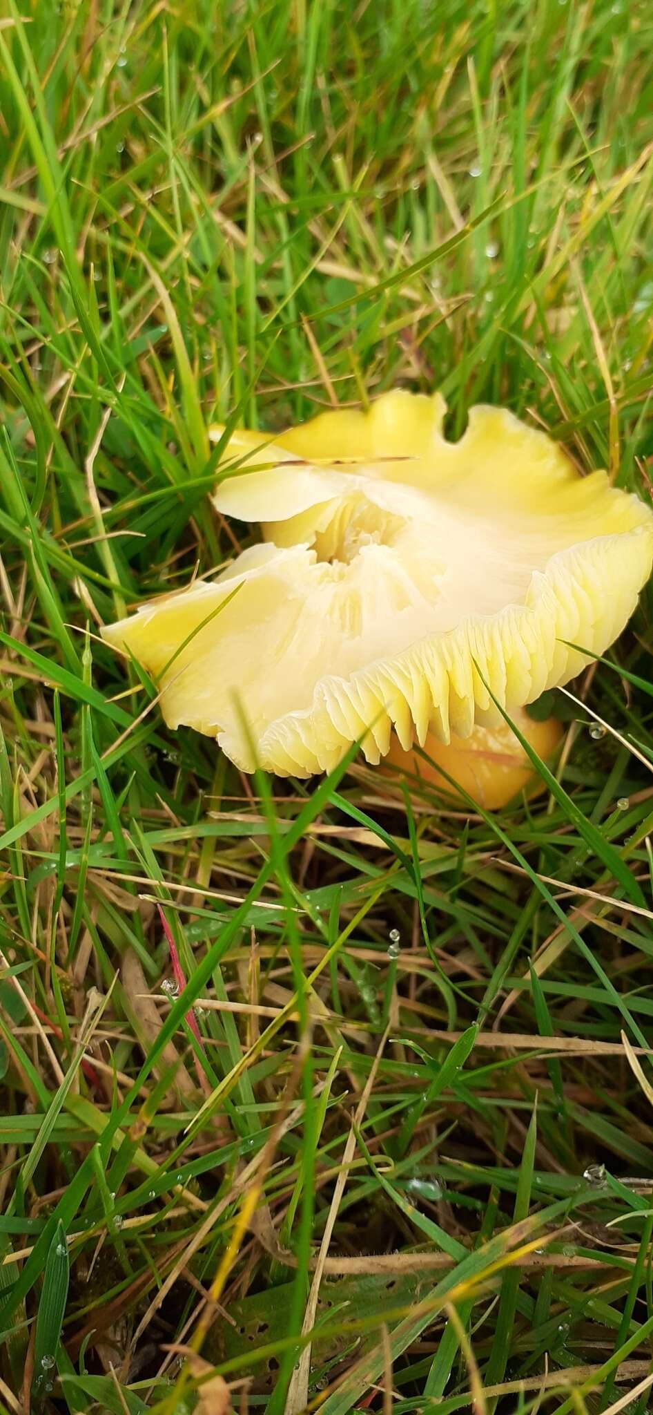 Hygrocybe chlorophana (Fr.) Wünsche 1877 resmi