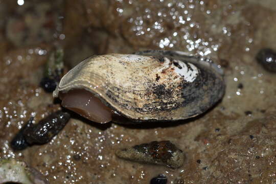 Image of Barnea similis (Gray 1835)