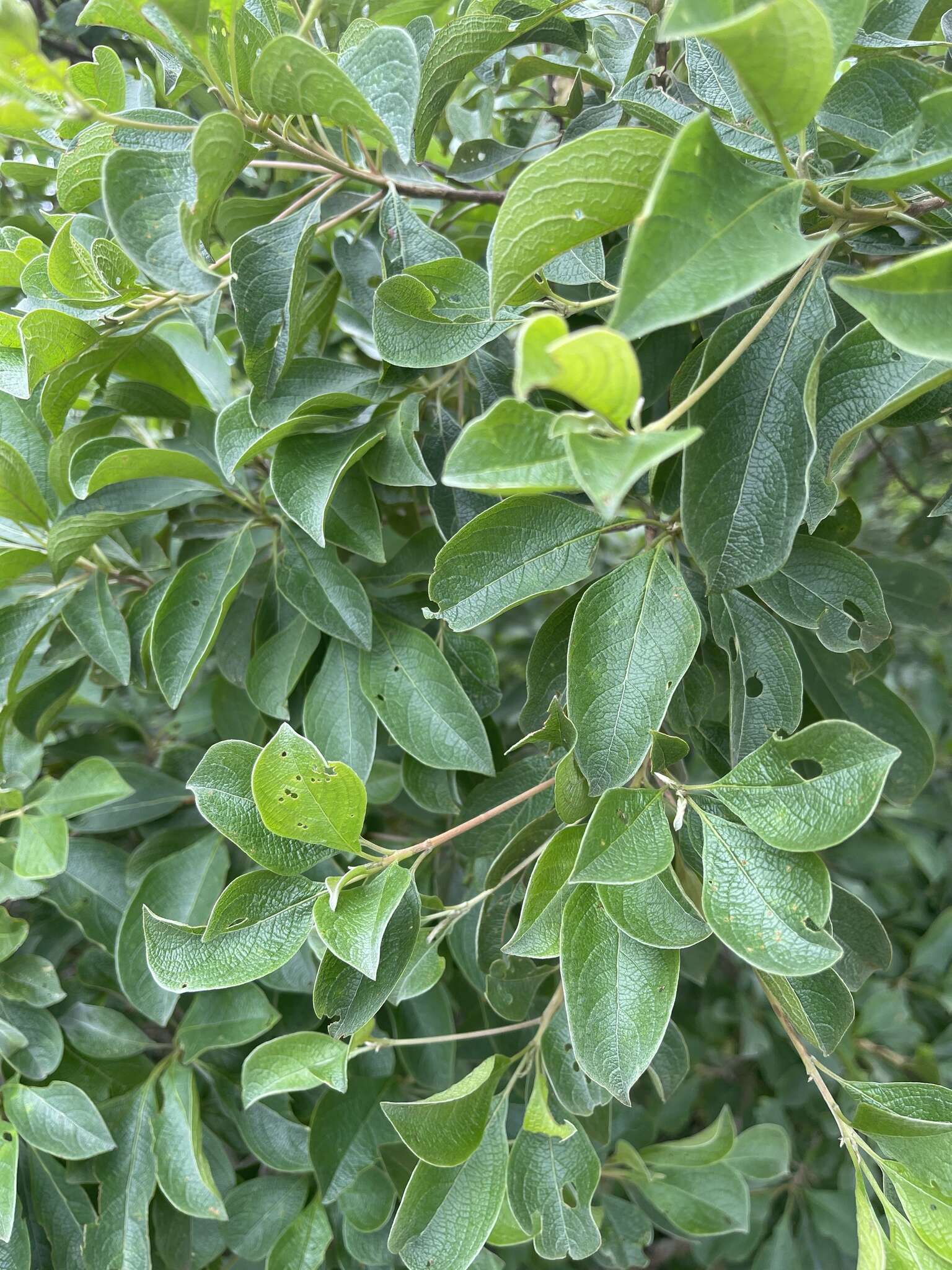 Sivun Terminalia phanerophlebia Engl. & Diels kuva