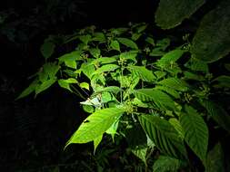 صورة Palicourea acuminata (Benth.) Borhidi