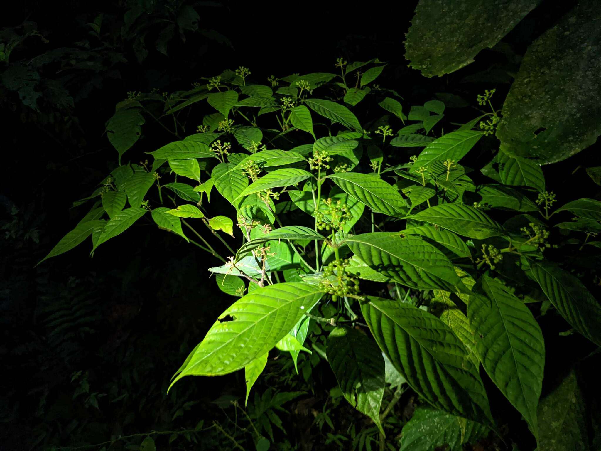 Palicourea acuminata (Benth.) Borhidi resmi