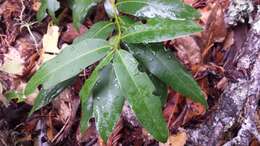 Image of California laurel