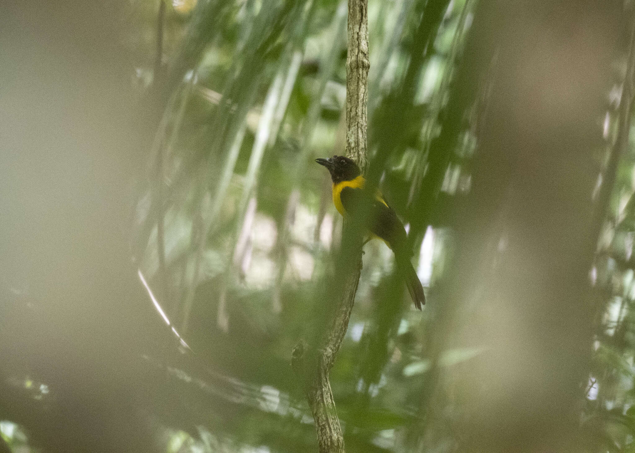 Image of Black-throated Shrike-Tanager