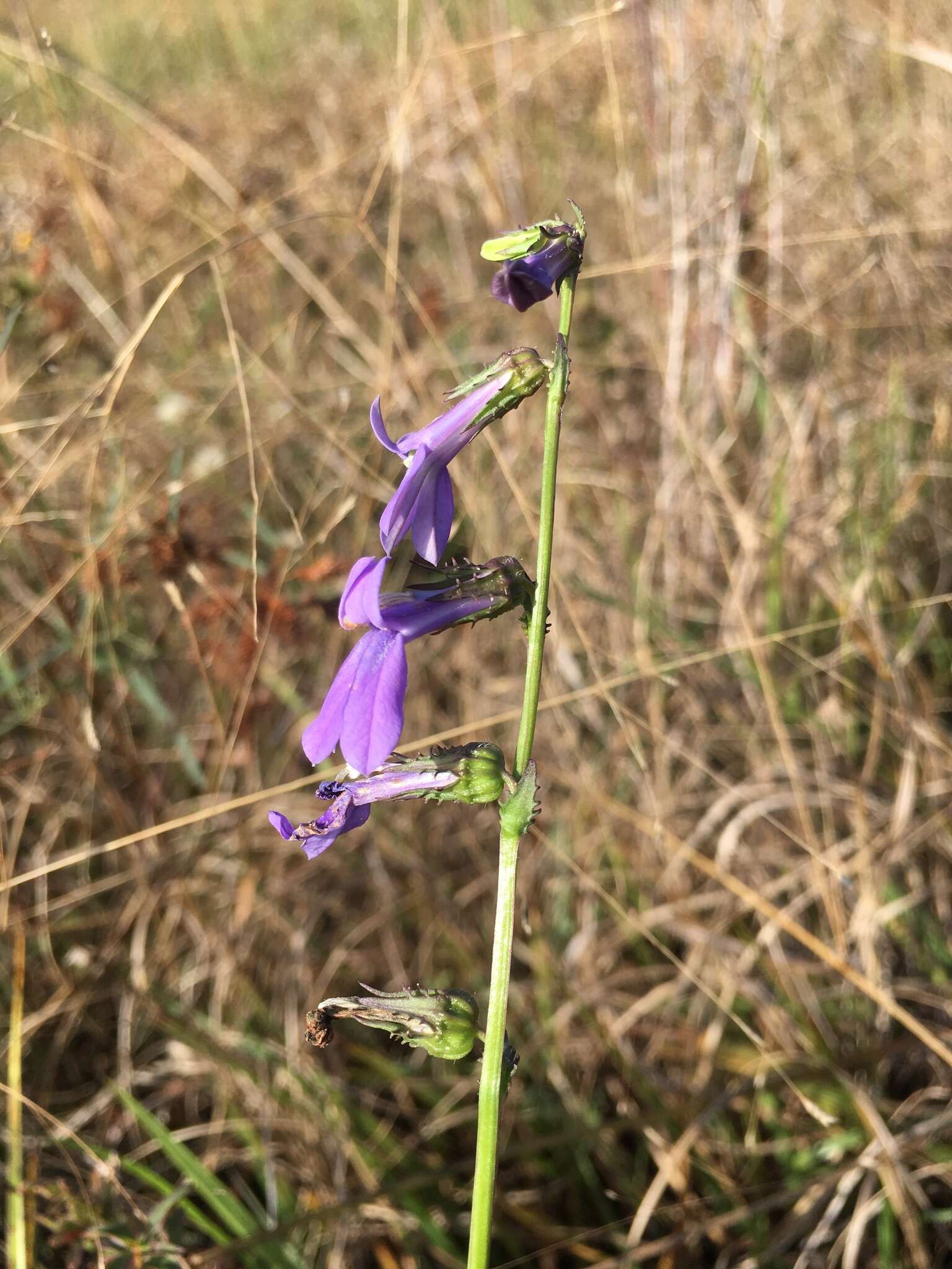 Plancia ëd Lobelia glandulosa Walter