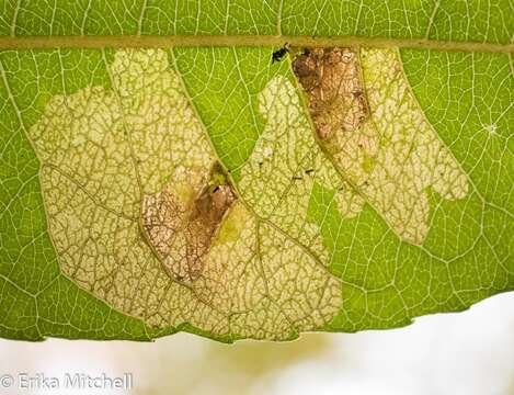 Image of Willow Leafblotch Miner