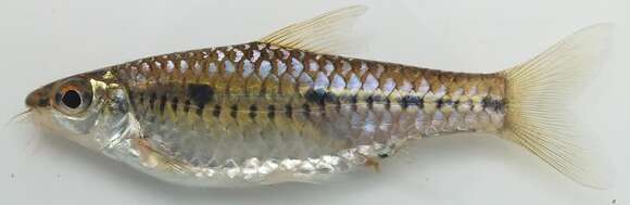 Enteromius sublineatus (Daget 1954) resmi