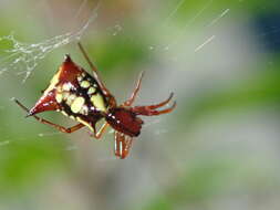 Image of Micrathena schenkeli Mello-Leitão 1939