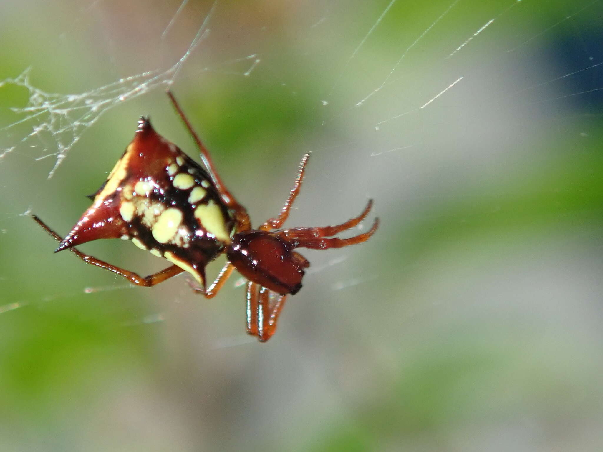 Image of Micrathena schenkeli Mello-Leitão 1939