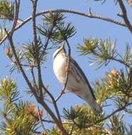 Image of Blackpoll Warbler