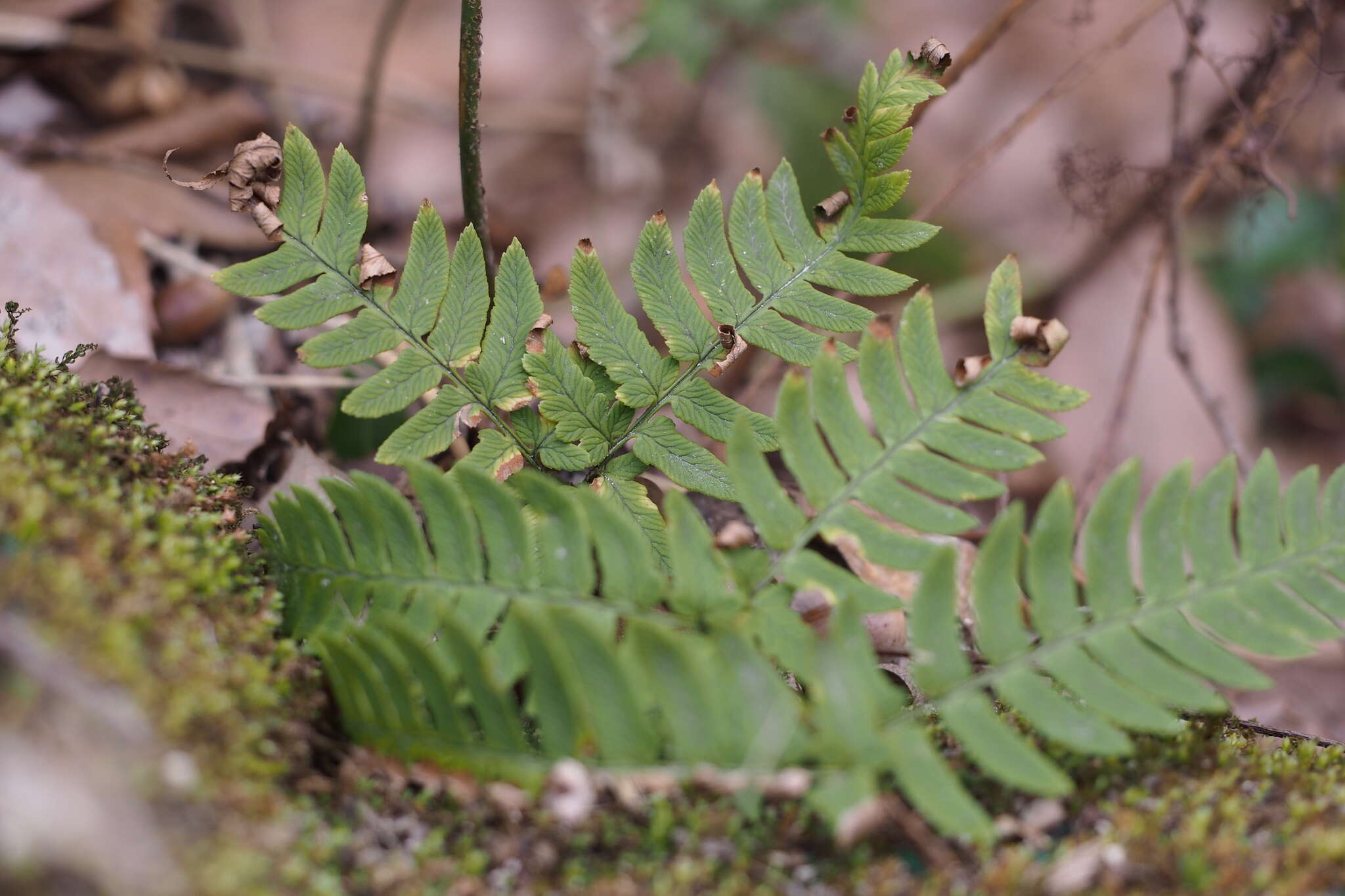 Image de Dryopteris lacera (Thunb.) Ktze.