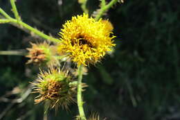 Image of Berkheya carduoides (Less.) Hutch.