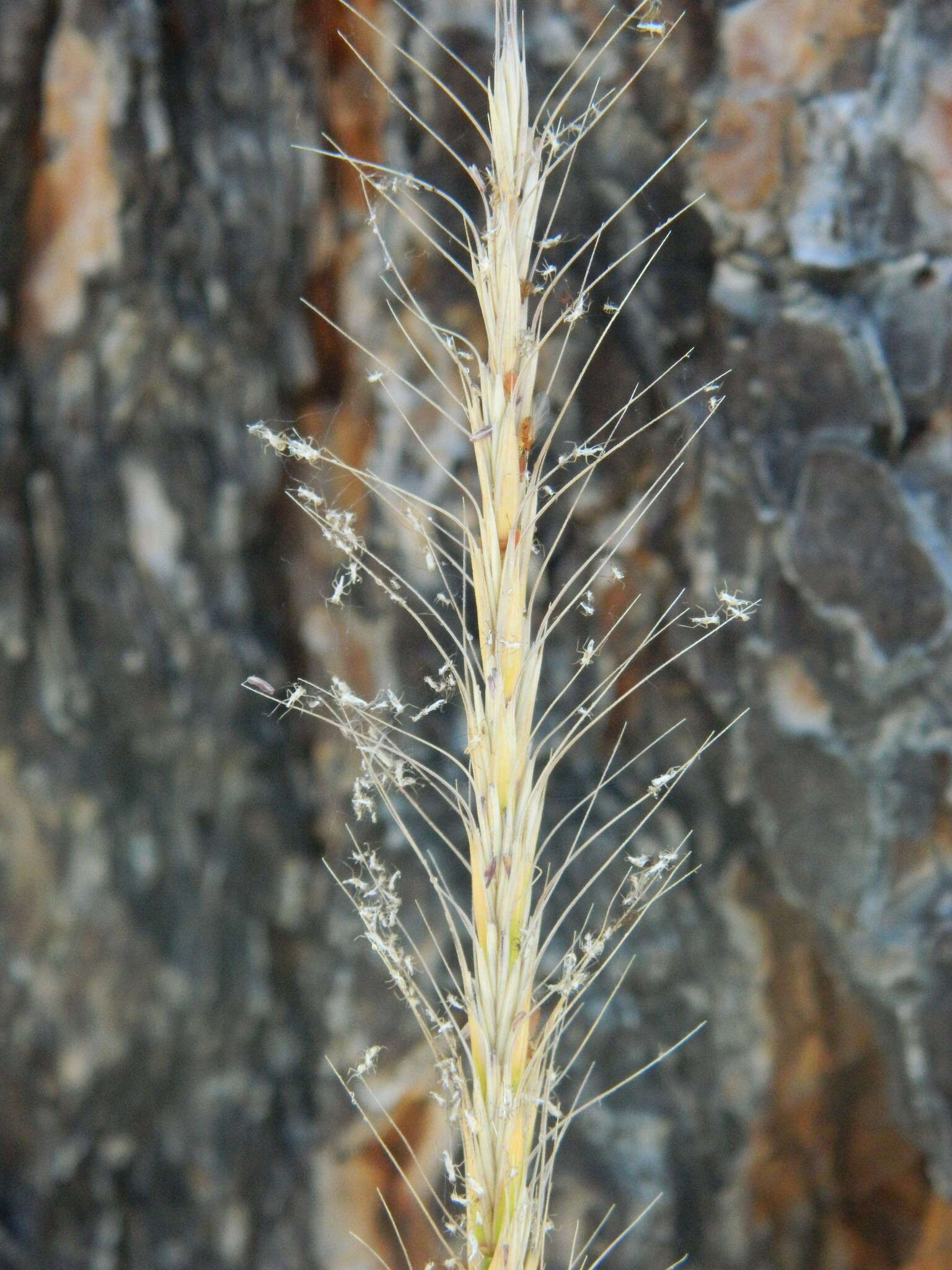 Imagem de Elymus glaucus Buckley