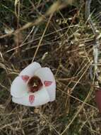 Image of butterfly mariposa lily