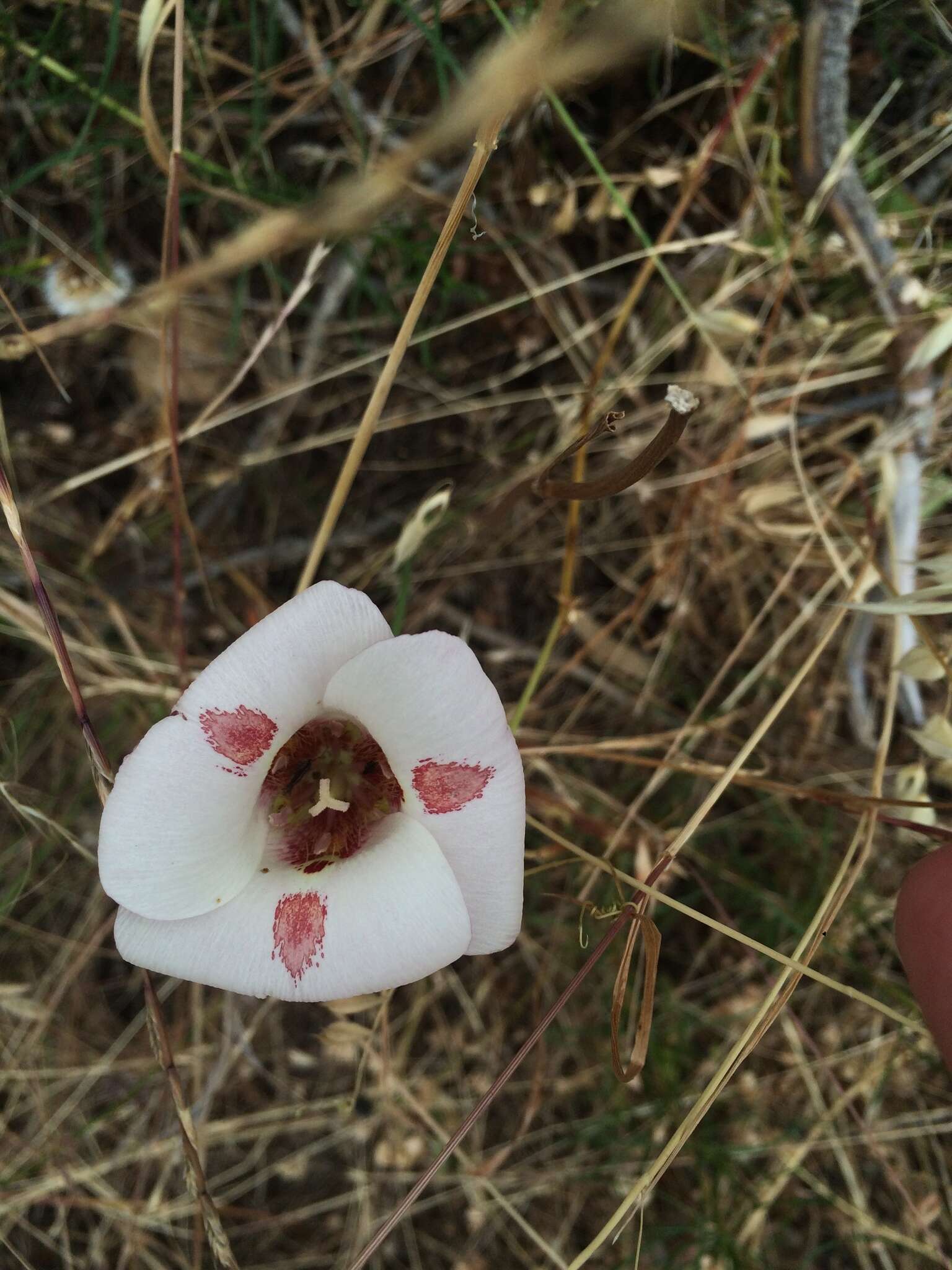 Image of butterfly mariposa lily