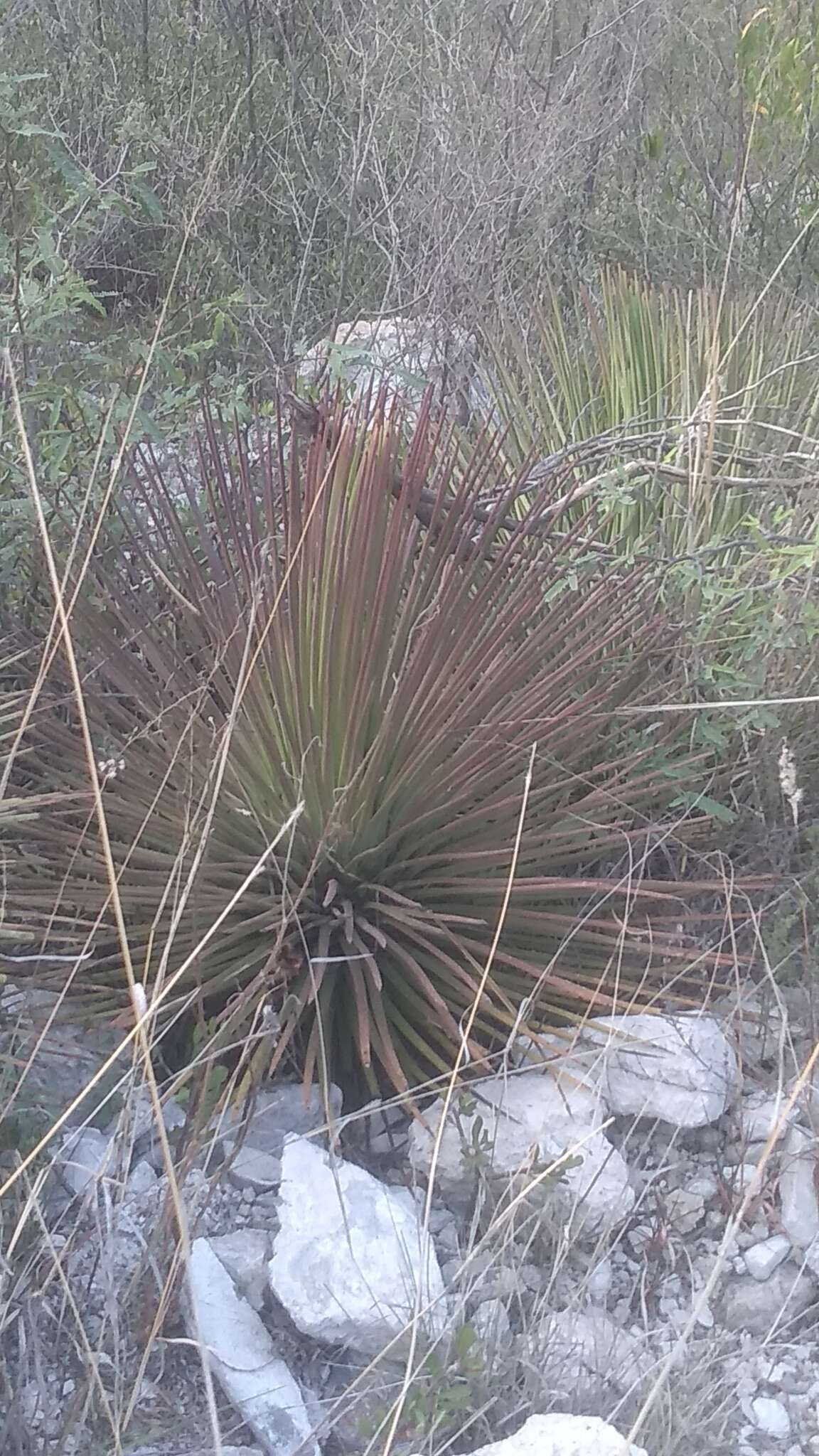 Agave striata Zucc. resmi