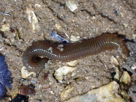 Image of Mussel worm