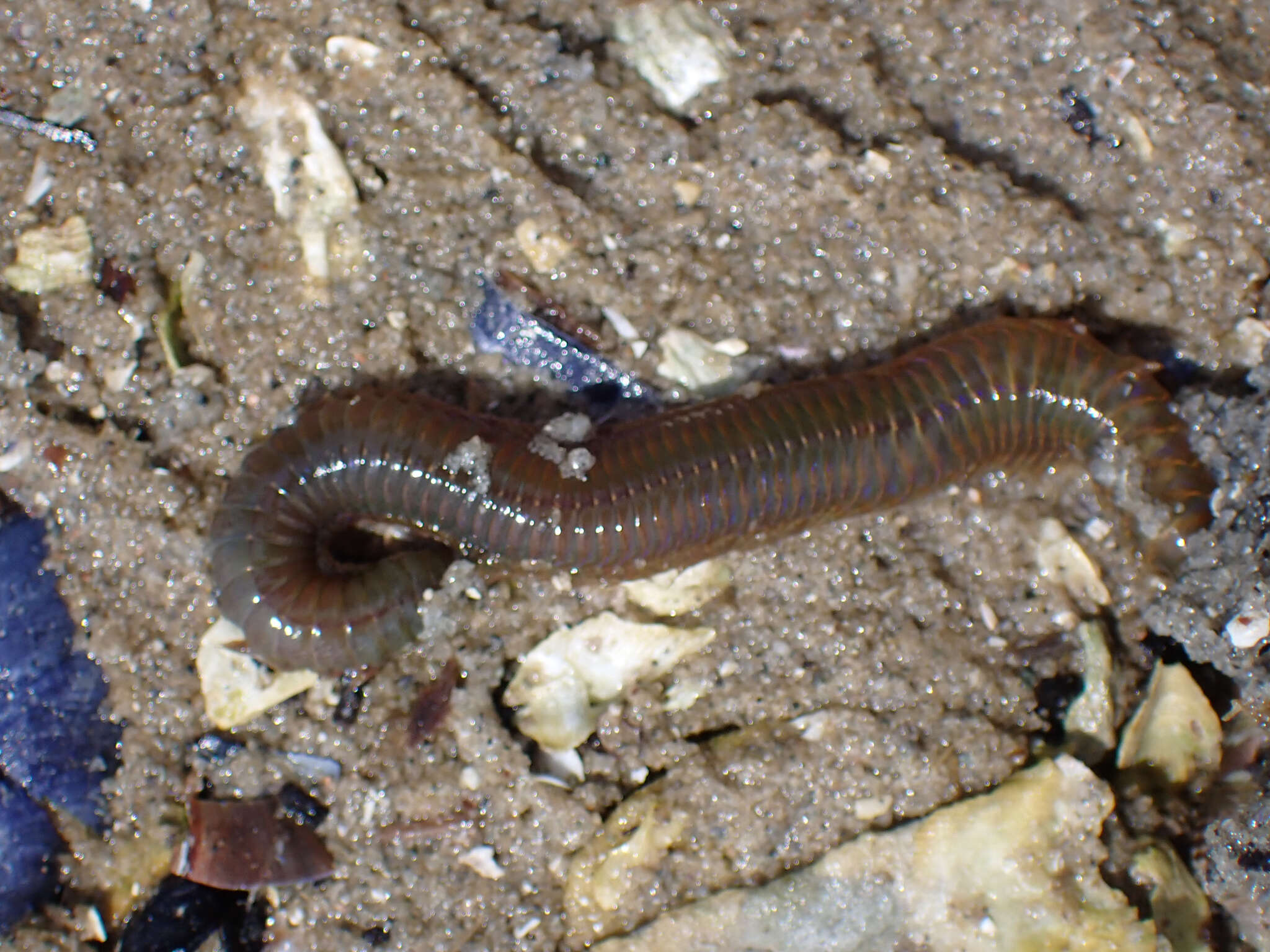 Image of Mussel worm