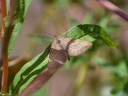 Image of Carsia lythoxylata (Hübner)