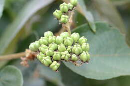 Image of Trichospermum pleiostigma (F. v. M.) Kostermans