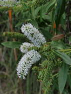 Sivun Veronica stricta var. macroura (Hook. fil. ex Benth.) Garn.-Jones kuva