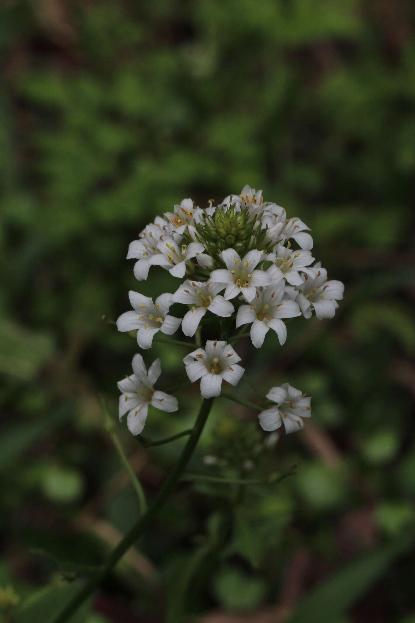 Imagem de Lysimachia candida Lindl.